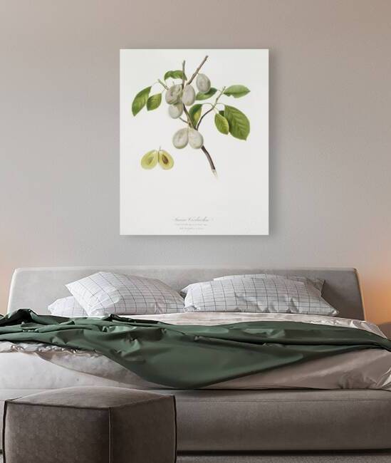 Plum Prunus verdacchia from Pomona Italiana 1817 - 1839 by Giorgio Gallesio 1772-1839.  by IStockHistory com