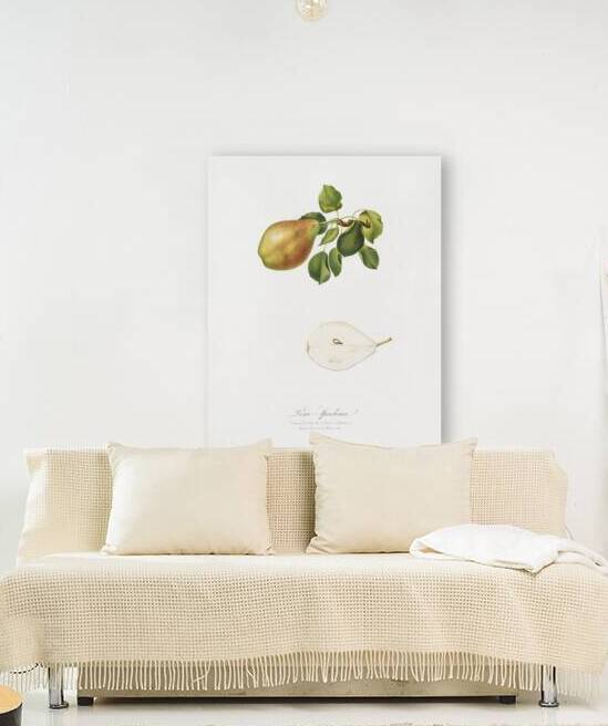 Pear Pyrus Spaddonia from Pomona Italiana 1817 - 1839 by Giorgio Gallesio 1772-1839.  by IStockHistory com