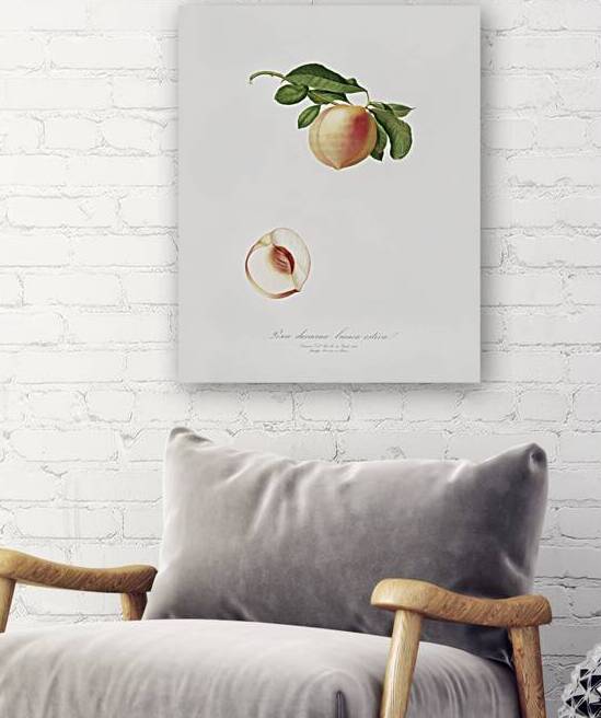 Peach Persica julodermis from Pomona Italiana 1817 - 1839 by Giorgio Gallesio 1772-1839.  by IStockHistory com