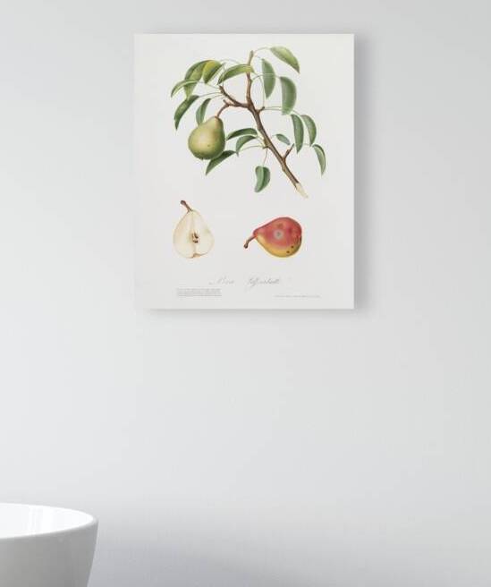 Pear Pyrus veneta from Pomona Italiana 1817 - 1839 by Giorgio Gallesio 1772-1839.  by IStockHistory com