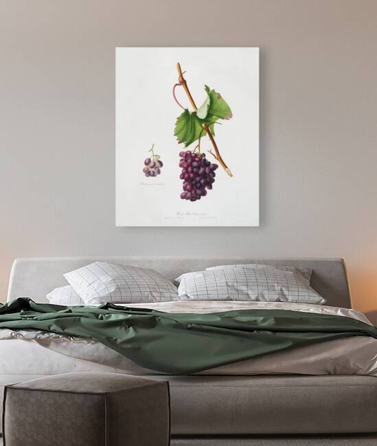 Grape Barbarossa Vitis vinifera from Pomona Italiana 1817 - 1839 by Giorgio Gallesio 1772-1839.  by IStockHistory com