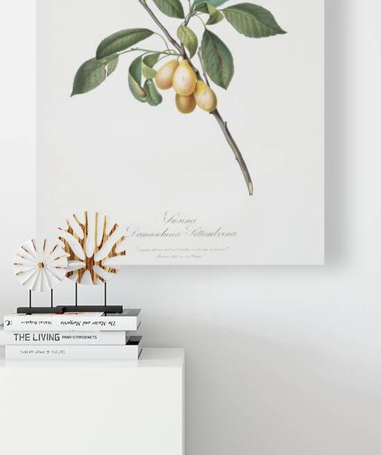 Plum Prunus Damascena from Pomona Italiana 1817 - 1839 by Giorgio Gallesio 1772-1839.  by IStockHistory com