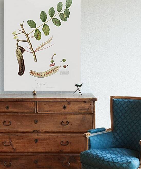 Carob Ceratonia from Pomona Italiana 1817 - 1839 by Giorgio Gallesio 1772-1839.  by IStockHistory com