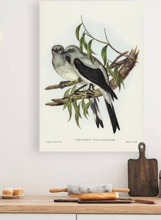 Ground Graucalus Pteropodocys Phasianella illustrated by Elizabeth Gould 1804–1841 for John Gould’s 1804-1881 Birds of Australia  by IStockHistory com