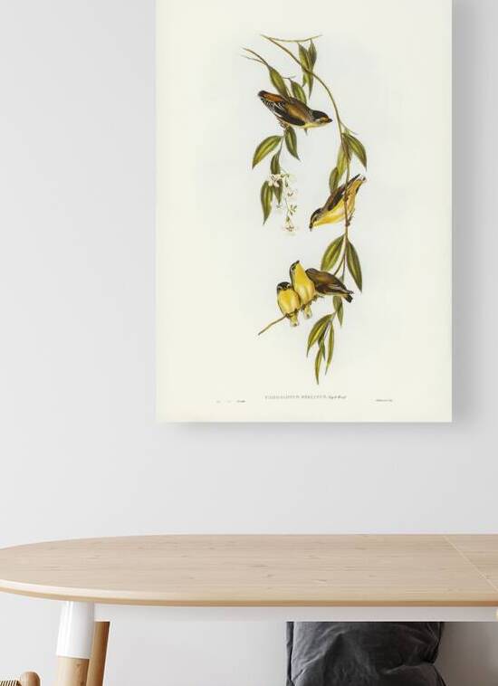 Striated Pardalote Pardalotus striatus illustrated by Elizabeth Gould 1804–1841 for John Gould’s 1804-1881 Birds of Australia  by IStockHistory com