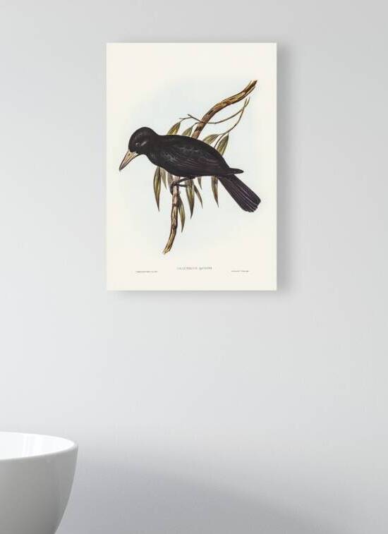 Quoy’s Crow-Shrike Cracticus Quoyii illustrated by Elizabeth Gould 1804–1841 for John Gould’s 1804-1881 Birds of Australia  by IStockHistory com