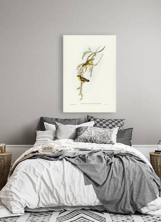 Black-headed Pardalote Pardalotus melanocephalus illustrated by Elizabeth Gould 1804–1841 for John Gould’s 1804-1881 Birds of Australia  by IStockHistory com