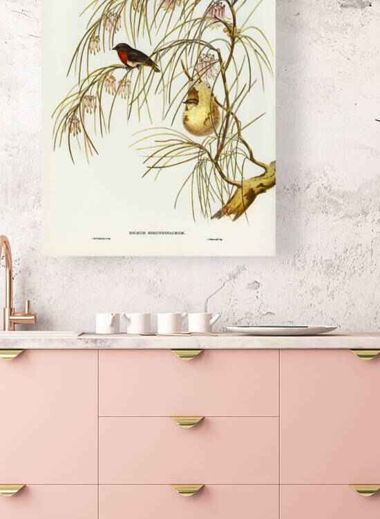 Swallow Dicaeum Dicaeum hirundinaceum illustrated by Elizabeth Gould 1804–1841 for John Gould’s 1804-1881 Birds of Australia  by IStockHistory com