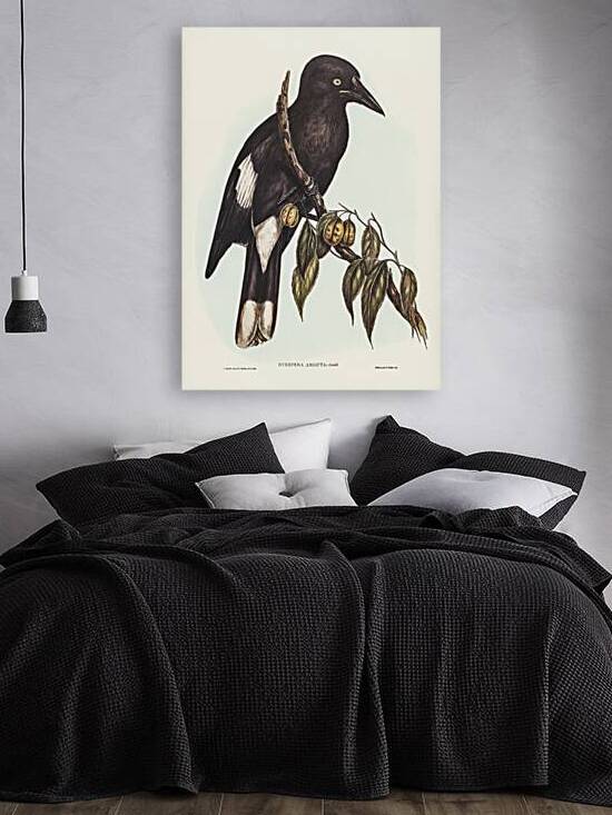 Hill Crow-Shrike Strepera argot illustrated by Elizabeth Gould 1804–1841 for John Gould’s 1804-1881 Birds of Australia  by IStockHistory com