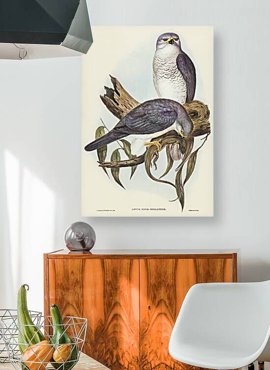 New Holland Goshawk Astur Nova-Hollandix illustrated by Elizabeth Gould 1804–1841 for John Gould’s 1804-1881 Birds of Australia  by IStockHistory com