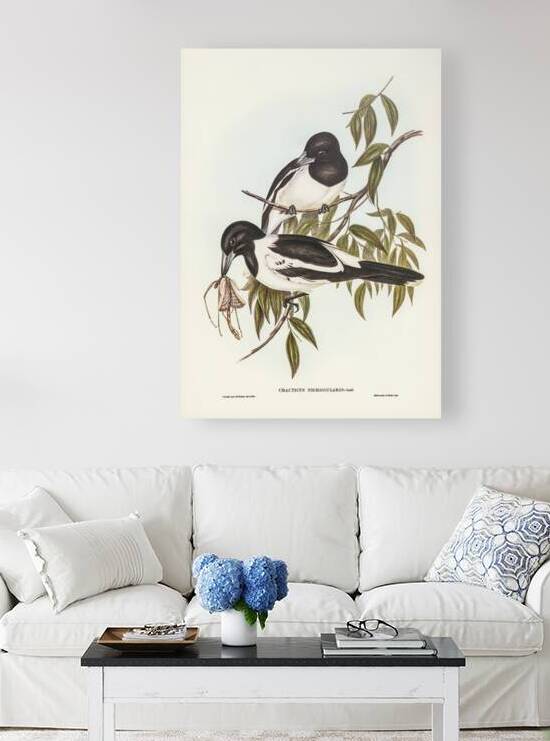 Black-throated Crow-Shrike Cracticus nigrogularisillustrated by Elizabeth Gould 1804–1841 for John Gould’s 1804-1881 Birds of Australia  by IStockHistory com