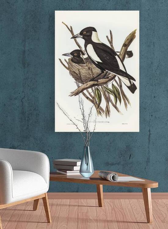 Piping Crow-Shrike Gymnorhina Tibicen illustrated by Elizabeth Gould 1804–1841 for John Gould’s 1804-1881 Birds of Australia  by IStockHistory com