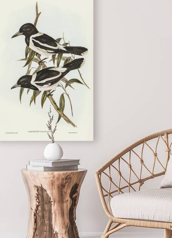 Pied Crow-Shrike Cracticus picatus illustrated by Elizabeth Gould 1804–1841 for John Gould’s 1804-1881 Birds of Australia  by IStockHistory com