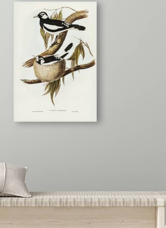 Pied Grallina Crallina Australis illustrated by Elizabeth Gould 1804–1841 for John Gould’s 1804-1881 Birds of Australia  by IStockHistory com