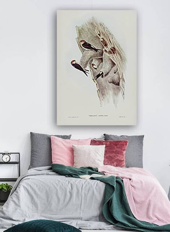 Fairy Martin Collocalia Ariel illustrated by Elizabeth Gould 1804–1841 for John Gould’s 1804-1881 Birds of Australia  by IStockHistory com