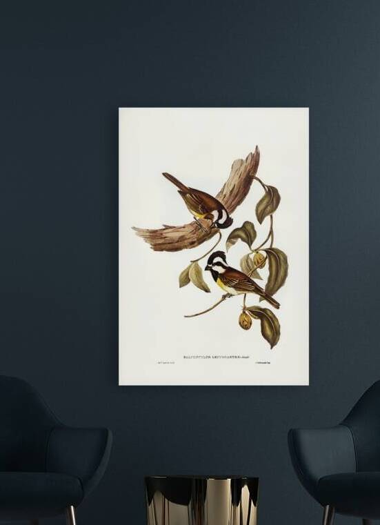 White-bellied Shrike-Tit Falcunculus leucogaster illustrated by Elizabeth Gould 1804–1841 for John Gould’s 1804-1881 Birds of Australia  by IStockHistory com