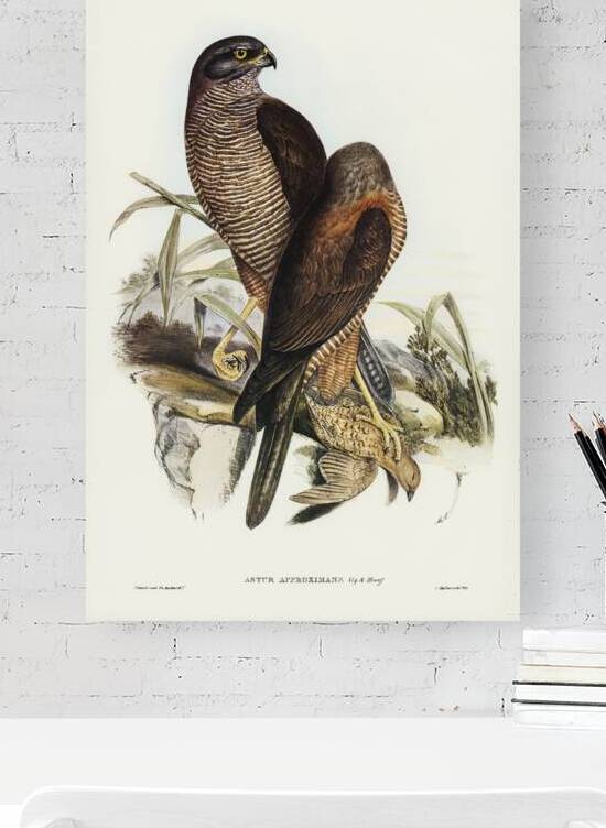 Australian Goshawk Astur approximans illustrated by Elizabeth Gould 1804–1841 for John Gould’s 1804-1881 Birds of Australia  by IStockHistory com