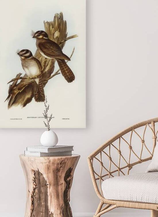 White-bellied Owlet Nightjar Aegotheles leucogaster Gould illustrated by Elizabeth Gould 1804–1841 for John Gould’s 1804-1881 Birds of Australia  by IStockHistory com