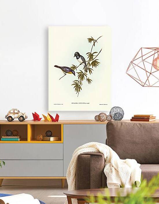 Pretty Flycatcher Myiagra concinna illustrated by Elizabeth Gould 1804–1841 for John Gould’s 1804-1881 Birds of Australia  by IStockHistory com