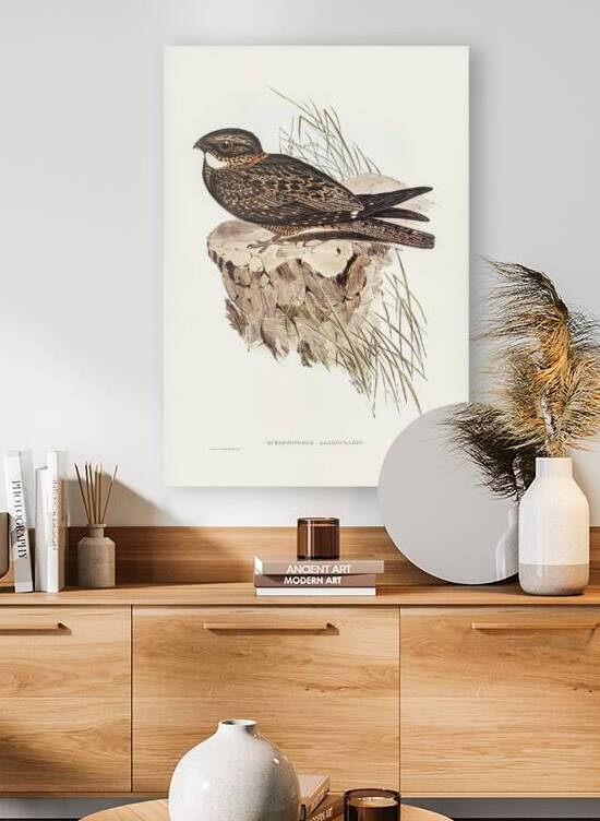 White-throated Goat-sucker Eurostopodus albogularis illustrated by Elizabeth Gould 1804–1841 for John Gould’s 1804-1881 Birds of Australia  by IStockHistory com