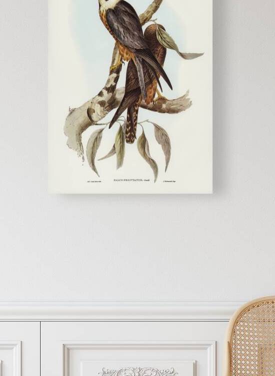 Falcon illustrated by Elizabeth Gould 1804–1841 for John Gould’s 1804-1881 Birds of Australia  by IStockHistory com