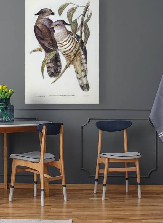 Crested Hawk Lepidogenys subcristatus illustrated by Elizabeth Gould 1804–1841 for John Gould’s 1804-1881 Birds of Australia  by IStockHistory com