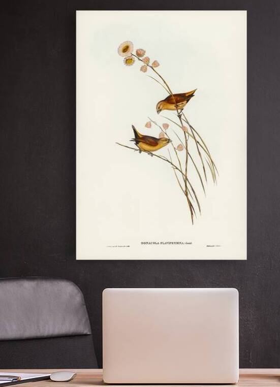 Yellow-rumped Finch Donacola flaviprymna Gould illustrated by Elizabeth Gould 1804–1841 for John Gould’s 1804-1881 Birds of Australia  by IStockHistory com