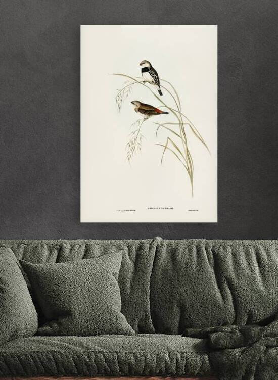 Spotted-sided Finch Amadina Lathamii illustrated by Elizabeth Gould 1804–1841 for John Gould’s 1804-1881 Birds of Australia  by IStockHistory com