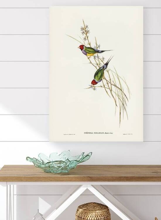 Beautiful Grass Finch Poephila mirabilis Homb&Jacq illustrated by Elizabeth Gould 1804–1841 for John Gould’s 1804-1881 Birds of Australia  by IStockHistory com