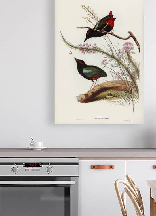 Rainbow Pitta Pitta Iris illustrated by Elizabeth Gould 1804–1841 for John Gould’s 1804-1881 Birds of Australia  by IStockHistory com