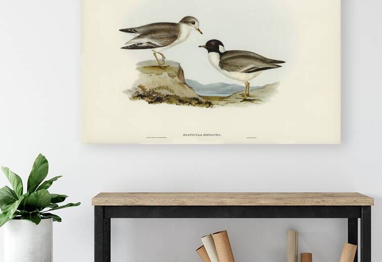 Hooded Dottrel Hiaticula monacha illustrated by Elizabeth Gould 1804–1841 for John Gould’s 1804-1881 Birds of Australia  by IStockHistory com