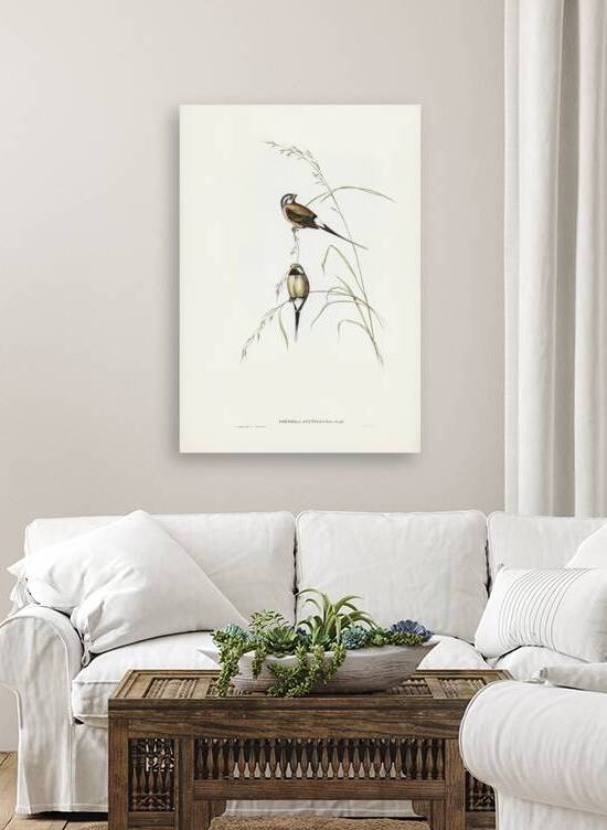 Yellow-breasted Robin Eopsaltria Australis illustrated by Elizabeth Gould 1804–1841 for John Gould’s 1804-1881 Birds of Australia  by IStockHistory com