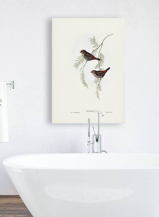 Fire-tailed Finch illustrated by Elizabeth Gould 1804–1841 for John Gould’s 1804-1881 Birds of Australia  by IStockHistory com