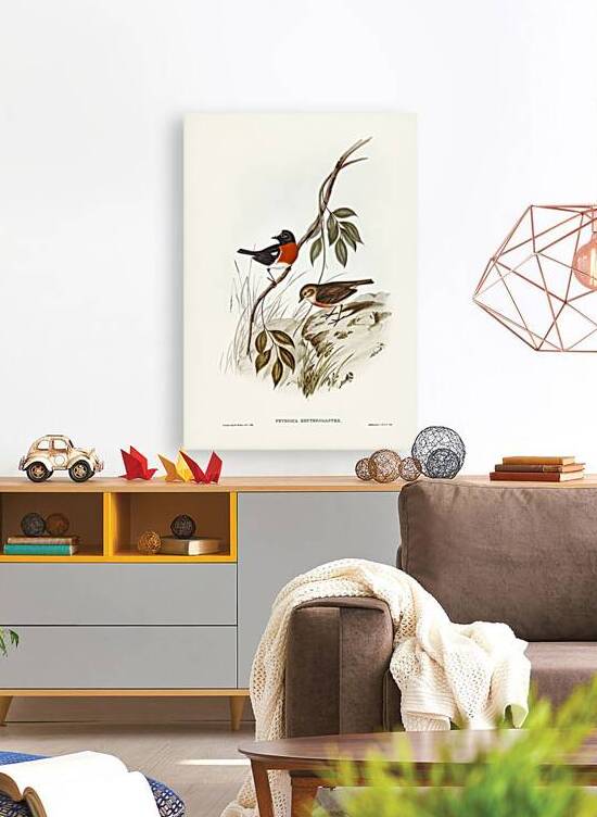 Norfolk Island Robin Petroica erythrogastra illustrated by Elizabeth Gould 1804–1841 for John Gould’s 1804-1881 Birds of Australia  by IStockHistory com