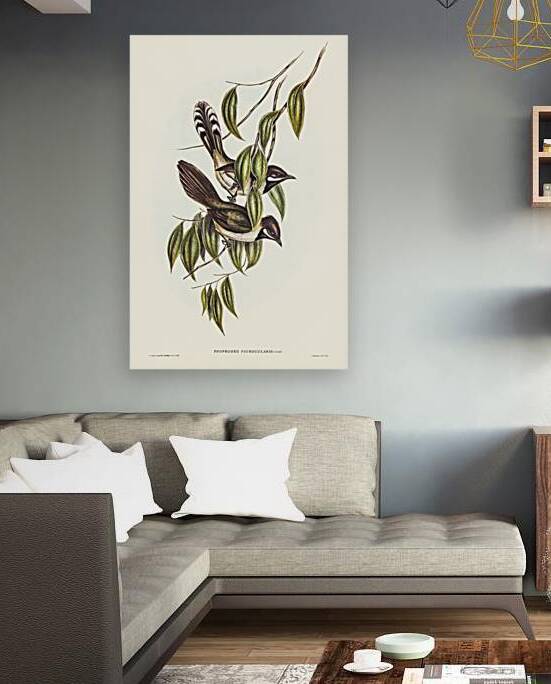 Black-throated Psophodes Psophodes nigrogularis illustrated by Elizabeth Gould 1804–1841 for John Gould’s 1804-1881 Birds of Australia  by IStockHistory com