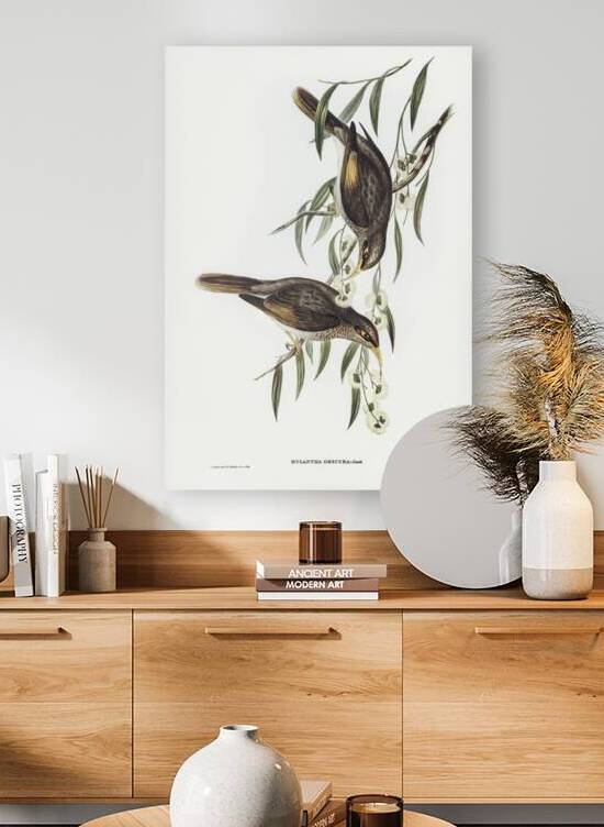 Black-throated Psophodes Psophodes nigrogularis illustrated by Elizabeth Gould 1804–1841 for John Gould’s 1804-1881 Birds of Australia  by IStockHistory com