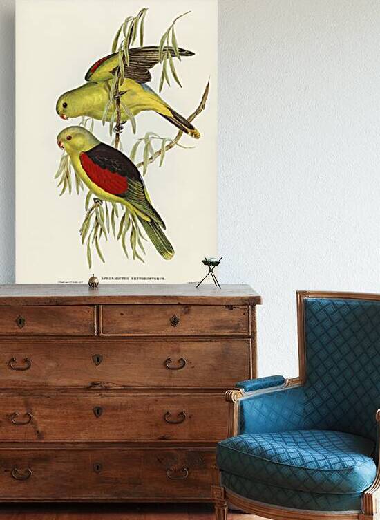 Red-winged Lory Aprosmictus erythropterus illustrated by Elizabeth Gould 1804–1841 for John Gould’s 1804-1881 Birds of Australia  by IStockHistory com