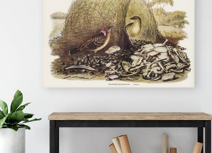 Spotted Bower Bird Chlamydera maculata illustrated by Elizabeth Gould 1804–1841 for John Gould’s 1804-1881 Birds of Australia  by IStockHistory com