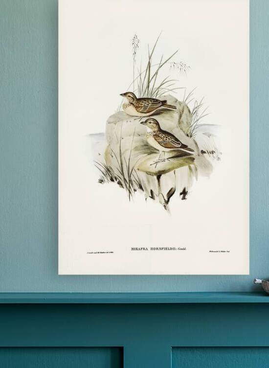 Horsfield’s Mirafra Mirafra Horsfieldii illustrated by Elizabeth Gould 1804–1841 for John Gould’s 1804-1881 Birds of Australia  by IStockHistory com