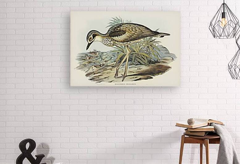 Southern Stone-Plover Edicnemus grallarius illustrated by Elizabeth Gould 1804–1841 for John Gould’s 1804-1881 Birds of Australia  by IStockHistory com