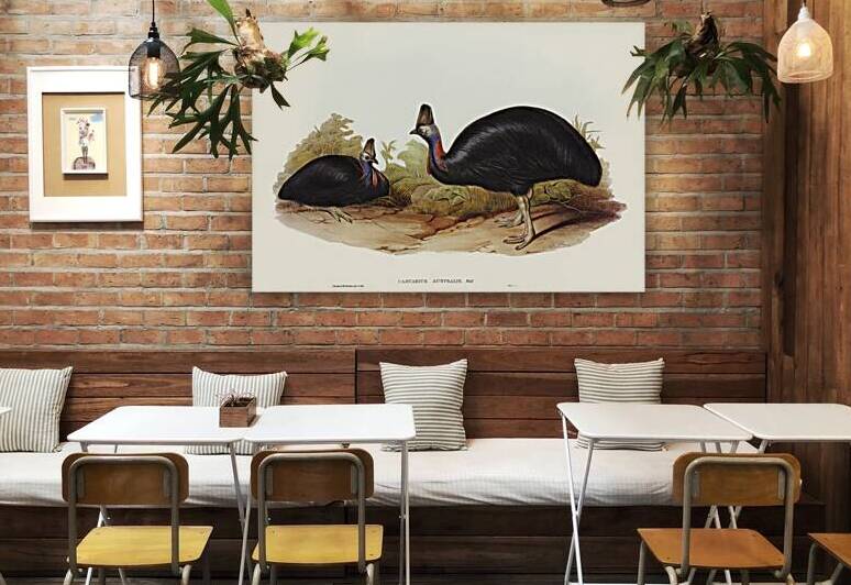 Australian Cassowary Casuarius australis illustrated by Elizabeth Gould 1804–1841 for John Gould’s 1804-1881 Birds of Australia  by IStockHistory com