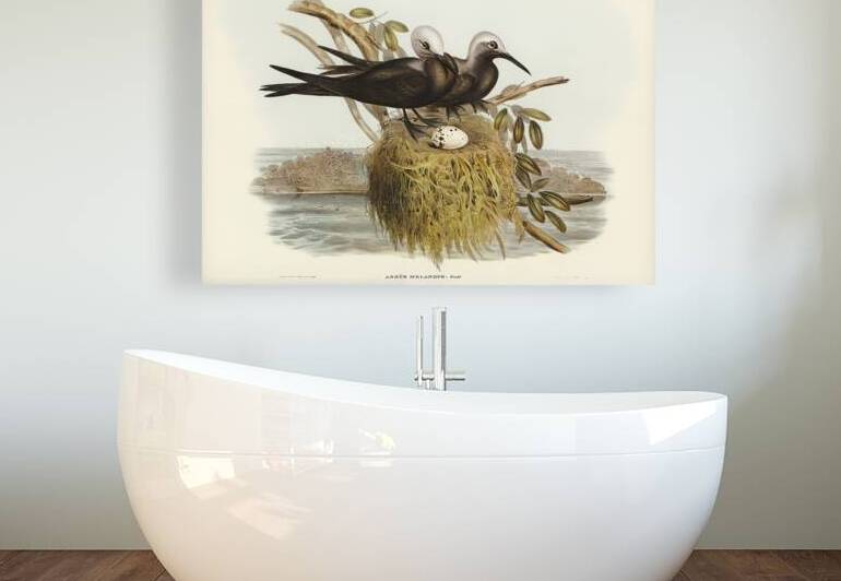 Lesser Noddy Anous melanops illustrated by Elizabeth Gould 1804–1841 for John Gould’s 1804-1881 Birds of Australia  by IStockHistory com