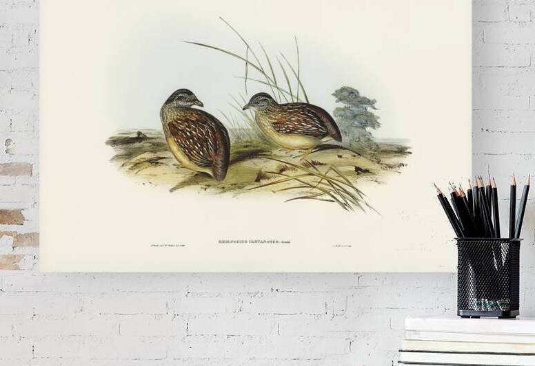 Chestnut-backed Hemipode Hemipodius castanotus illustrated by Elizabeth Gould 1804–1841 for John Gould’s 1804-1881 Birds of Australia  by IStockHistory com