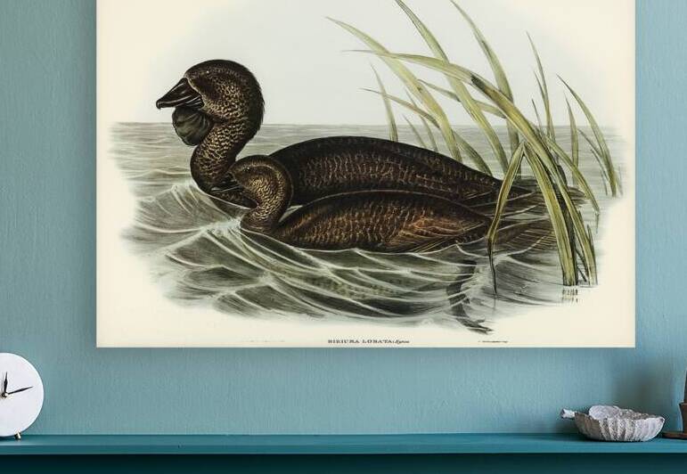 Musk Duck Biziura lobata illustrated by Elizabeth Gould 1804–1841 for John Gould’s 1804-1881 Birds of Australia  by IStockHistory com