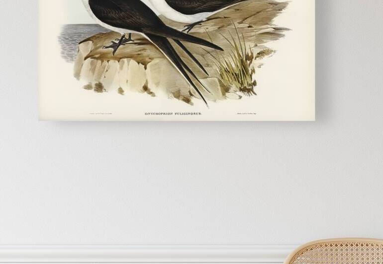 Sooty Tern Onychoprion fuliginosus illustrated by Elizabeth Gould 1804–1841 for John Gould’s 1804-1881 Birds of Australia  by IStockHistory com