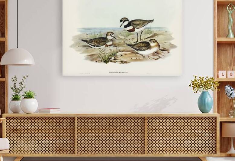 Double-banded Dottrel Hiaticula bicincta illustrated by Elizabeth Gould 1804–1841 for John Gould’s 1804-1881 Birds of Australia  by IStockHistory com