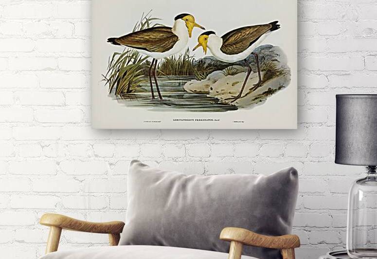 Masked Pewit Lobivanellus personatus illustrated by Elizabeth Gould 1804–1841 for John Gould’s 1804-1881 Birds of Australia  by IStockHistory com