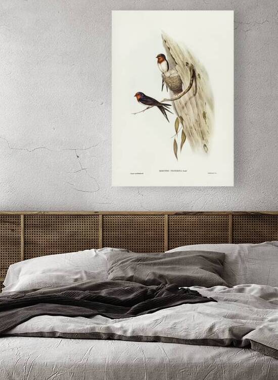 Welcome Swallow Hirundo neoxena illustrated by Elizabeth Gould 1804–1841 for John Gould’s 1804-1881 Birds of Australia  by IStockHistory com