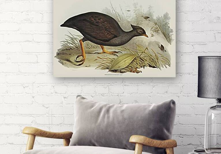 Mound-raising Megapode Megapodius Tumulus illustrated by Elizabeth Gould 1804–1841 for John Gould’s 1804-1881 Birds of Australia  by IStockHistory com