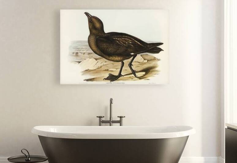 Skua Gull Lestris Catarractes illustrated by Elizabeth Gould 1804–1841 for John Gould’s 1804-1881 Birds of Australia  by IStockHistory com